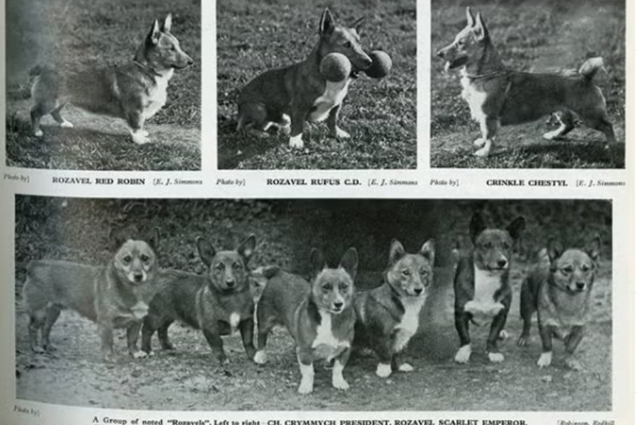 A vintage black-and-white magazine page featuring multiple portraits of Pembroke Welsh Corgis. The top row shows three individual dogs labeled “Rozavel Red Robin,” “Rozavel Rufus C.D.” (holding a dumbbell toy), and “Crinkle Chestyl.” The bottom image displays a group of six corgis standing side-by-side outdoors, identified as notable “Rozavels,” including “CH. Crymmych President” and “Rozavel Scarlet Emperor.”