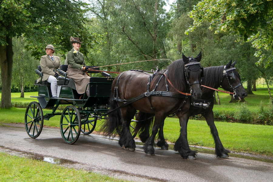 Two women dressed in traditional equestrian attire ride a dark green carriage pulled by two large black horses with feathered hooves, trotting along a tree-lined path. The driver holds the reins while the passenger sits upright, both surrounded by lush greenery and a tranquil countryside backdrop.