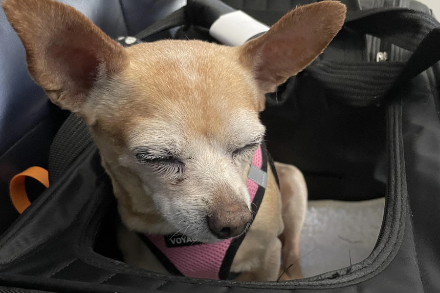 A small light-brown dog with large ears and closed eyes sits inside a black pet carrier on what appears to be an airplane. The dog is wearing a pink harness and looks calm and relaxed.