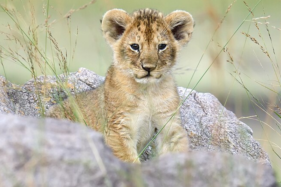 Lion cub