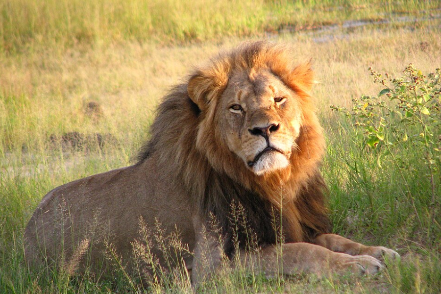 Cecil the lion, an adult lion, resting in the wild