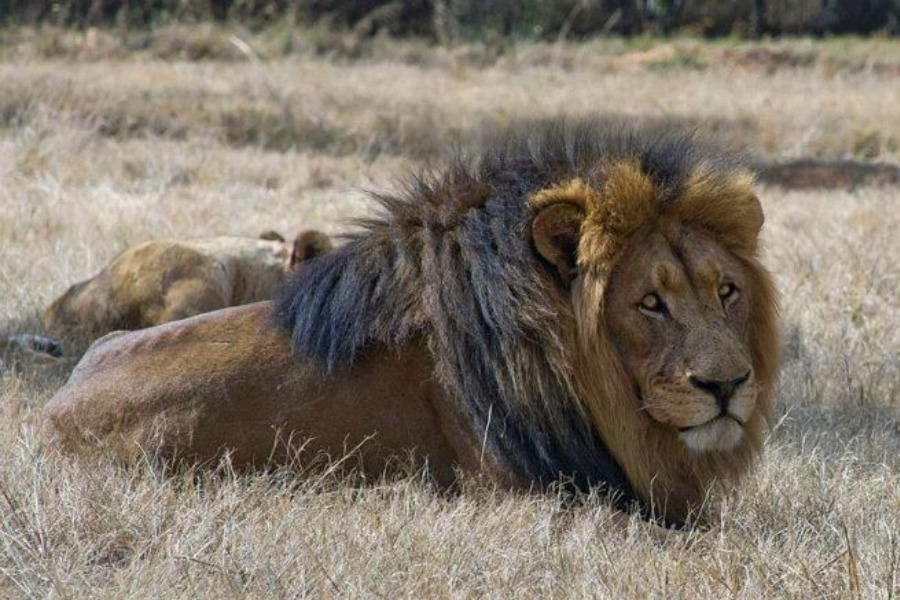 cecil the lion