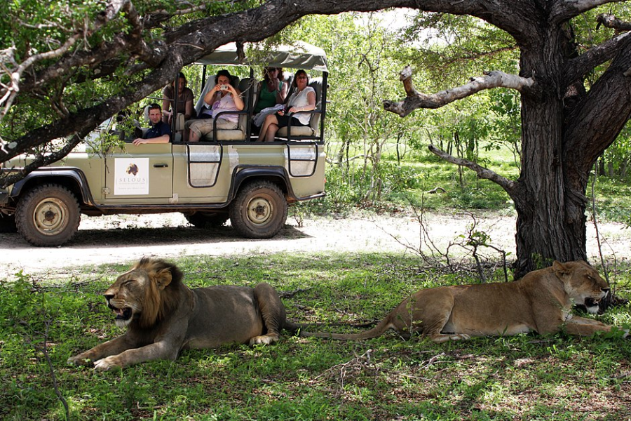 Tourists watching lions