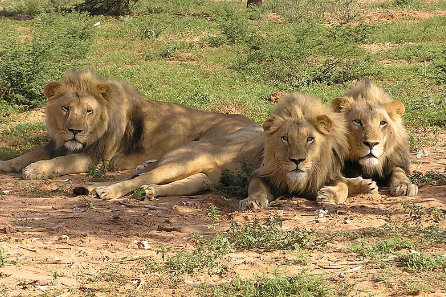 lions