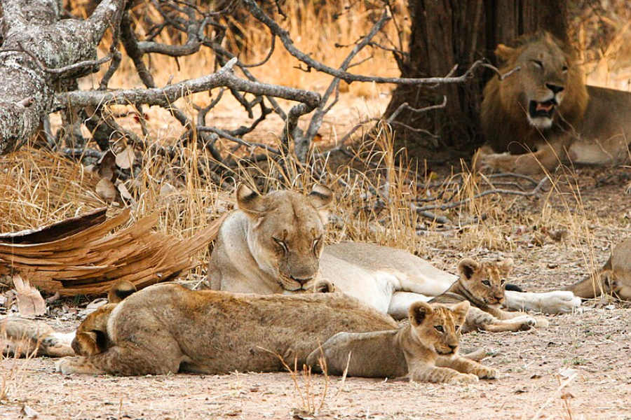 lions