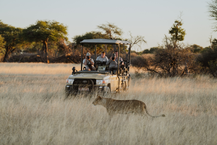Tourists watching a lion from a safari cart