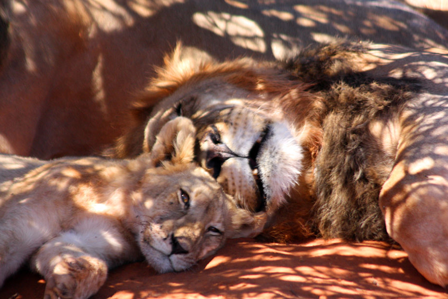 Black-maned lion and cub