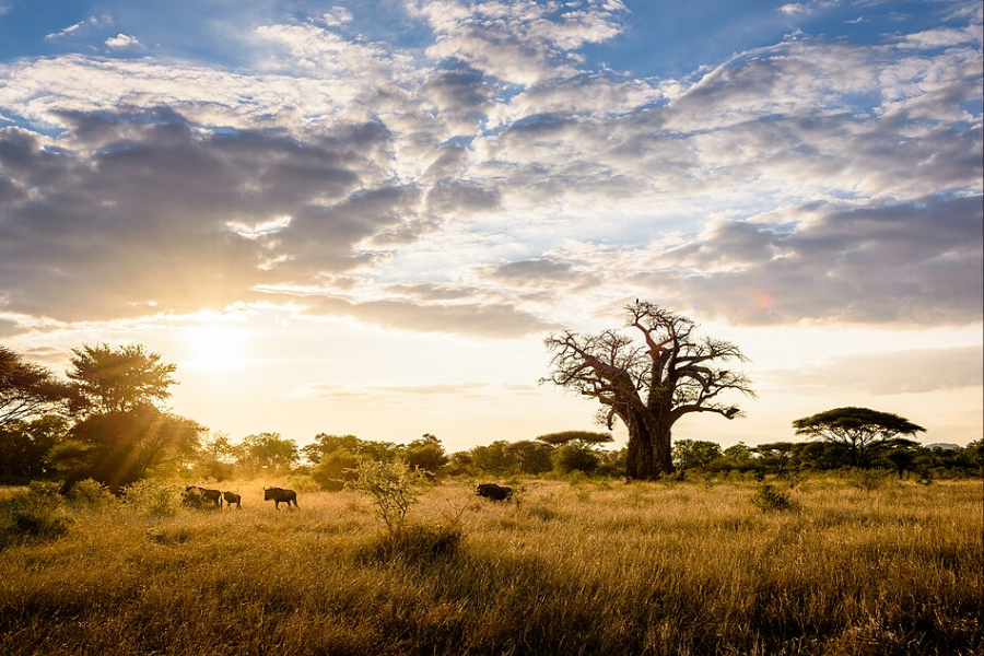 Zimbawe Park sunset