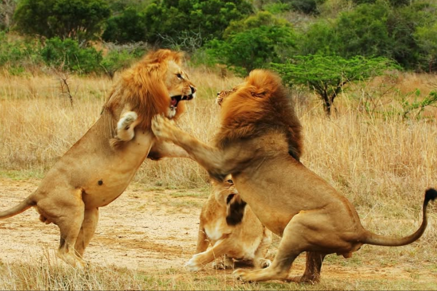 Lions fighting