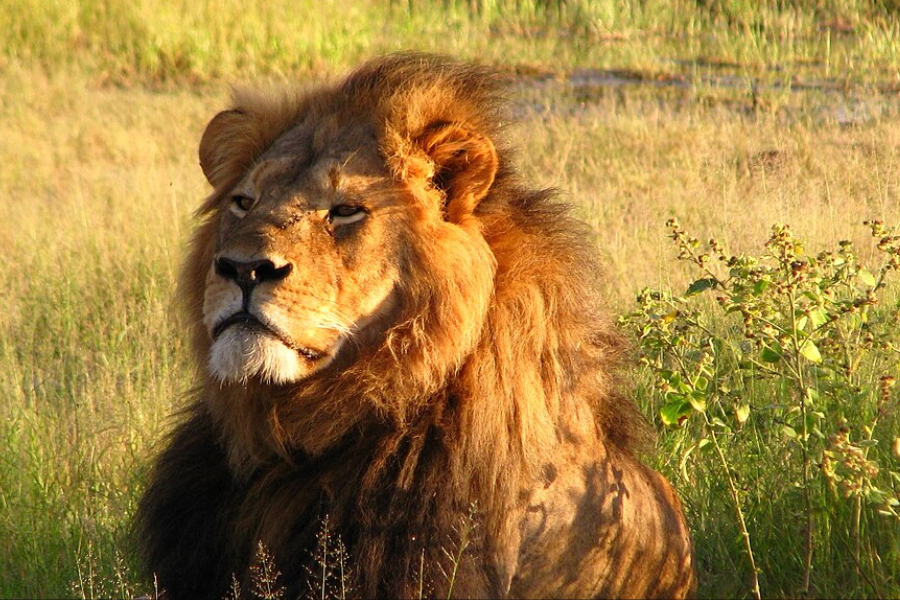 Cecil the lion