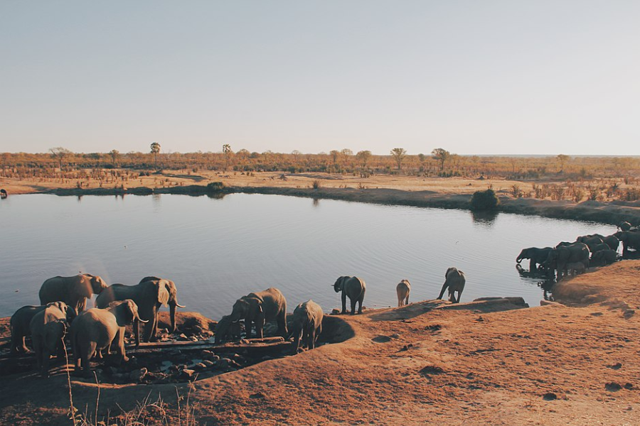 Elephants drinking water from a lake at Hwange National Park