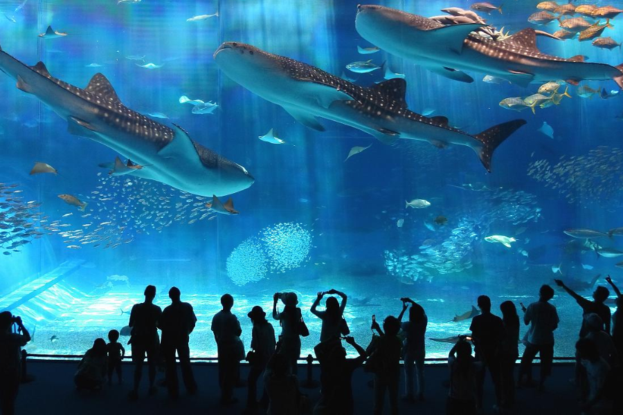 Silhouetted visitors watch massive whale sharks and schools of fish swim past a massive aquarium window lit by rays of blue light.