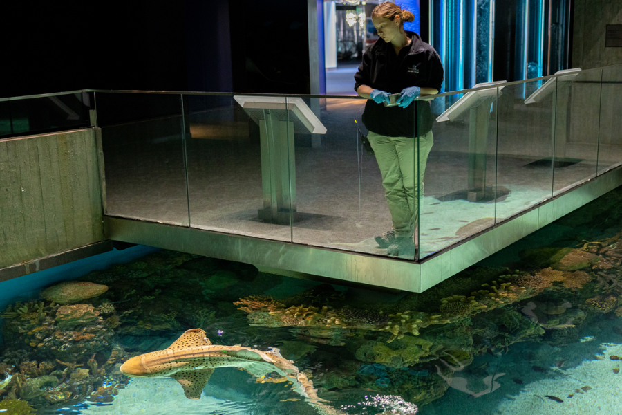 An aquarium worker in gloves stands above a large, shallow exhibit tank with coral and a zebra shark swimming just below the surface.