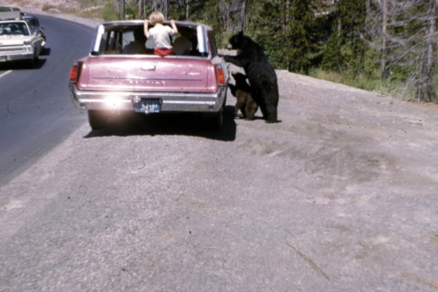A bear stands upright next to a parked vintage car while a child leans out the window, unknowingly inches away from danger.