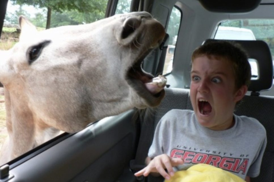 A terrified boy screams inside a car as a large animal, possibly a camel or llama, leans in through the window with its mouth wide open.