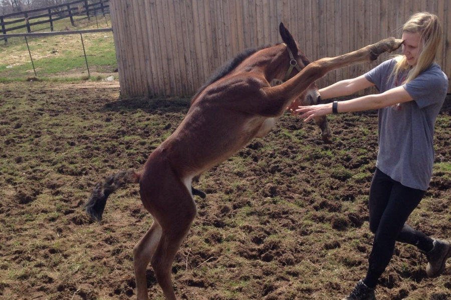 Young horse rearing on its hind legs with its front hooves in the air, appearing to strike a woman who recoils.