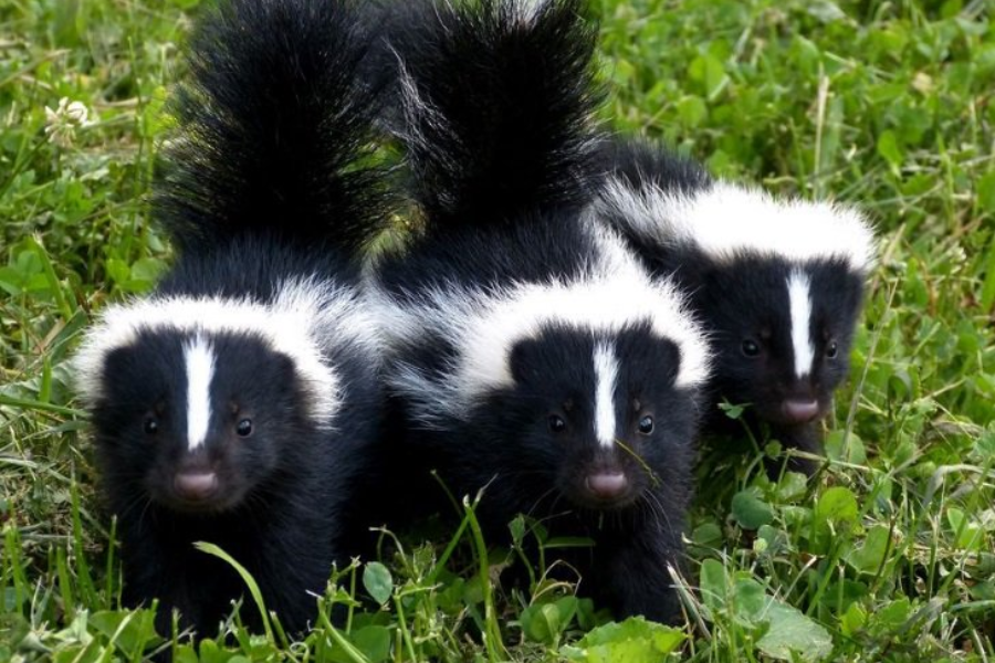 Three baby skunks with white stripes walking through green grass, facing forward with alert postures.
