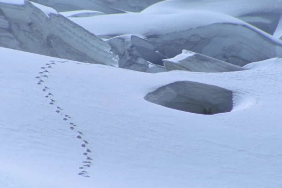 A snowfield shows a winding trail of footprints leading toward a large, open crevasse, suggesting a recent fall or dangerous route choice.