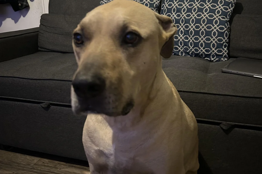 Close-up of a tan dog sitting in front of a gray couch with patterned pillows, looking off-camera.