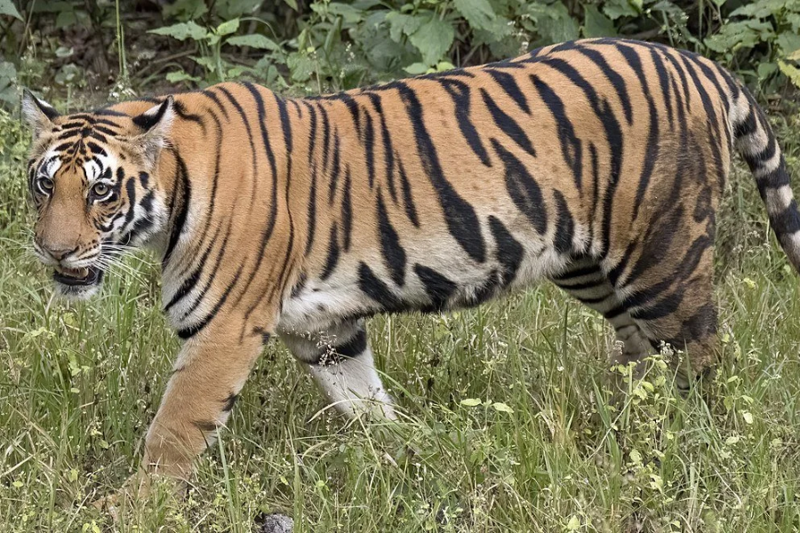A Bengal tiger walking through tall grass with green foliage in the background, glancing toward the camera with its mouth slightly open.