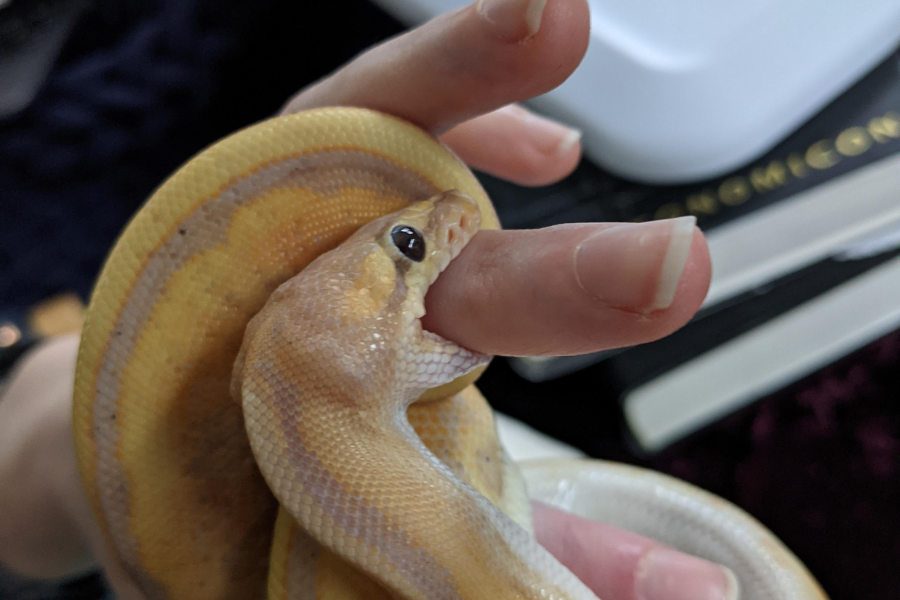 Yellow and white snake biting a person's finger while being held, showing its small teeth and tight grip.