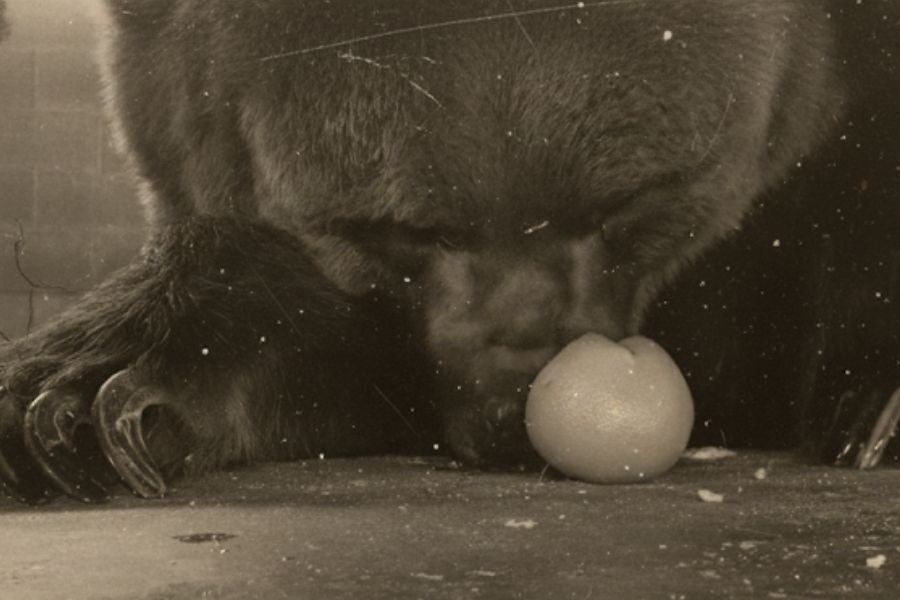 Close-up of a bear lying on the ground with its nose pressed against a whole orange, paws resting beside it.