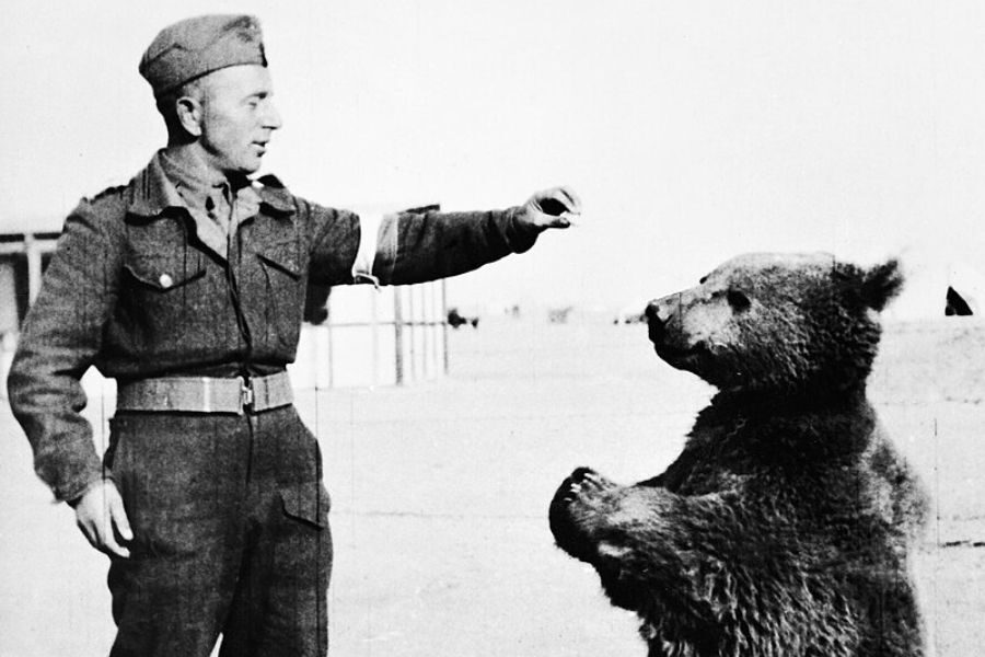 A soldier in uniform extends a hand toward a young bear standing on its hind legs in an open military camp setting.