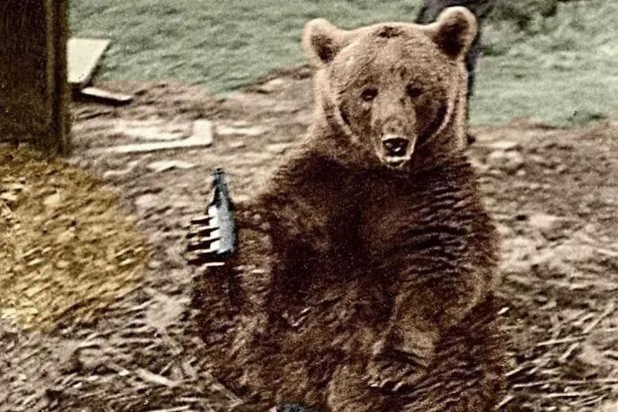 A bear sits upright on the ground, holding a small bottle in one paw and looking toward the camera.