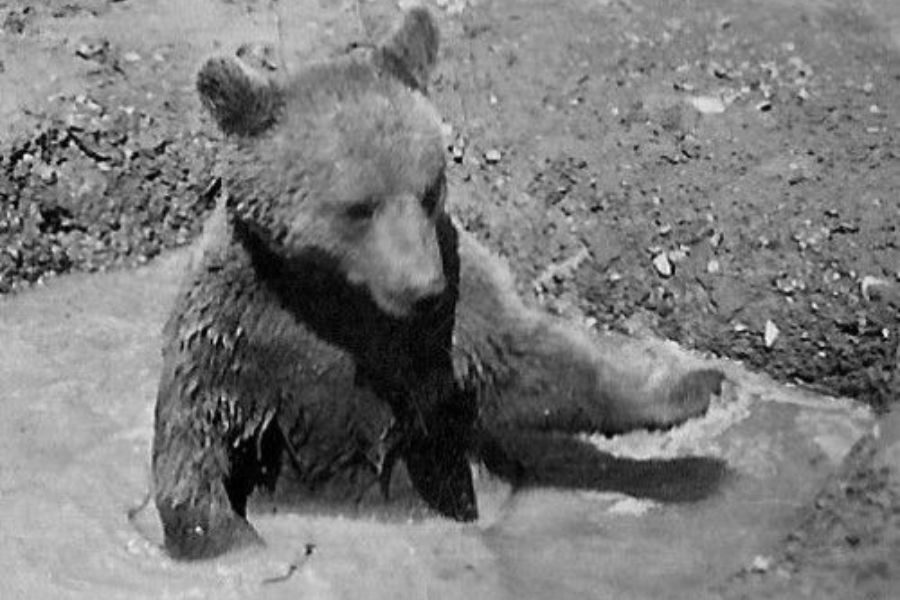 A young bear sits partially submerged in a muddy puddle, with one leg stretched out and head turned slightly.