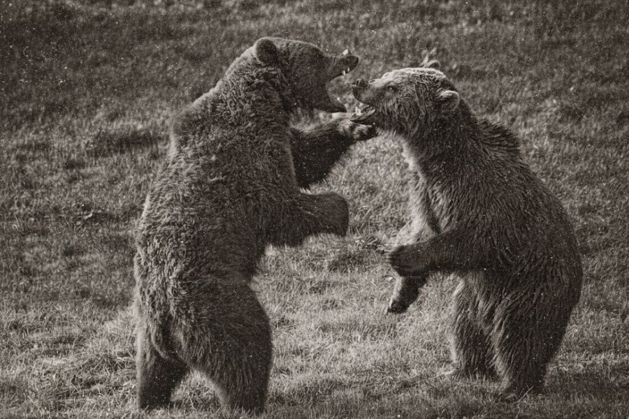 Two large bears stand upright facing each other, with open mouths and raised paws, appearing to spar or play in a grassy field.