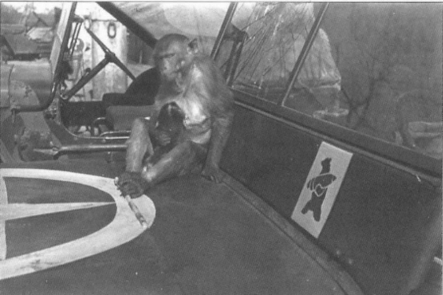 A monkey sits casually inside a military jeep, next to a painted emblem of a bear carrying a shell on the vehicle's side.