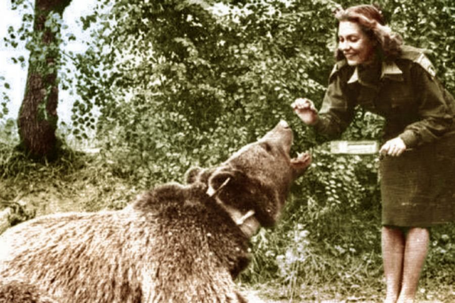 A woman in uniform leans forward smiling as she offers food to a large bear sitting on the ground in a wooded area.