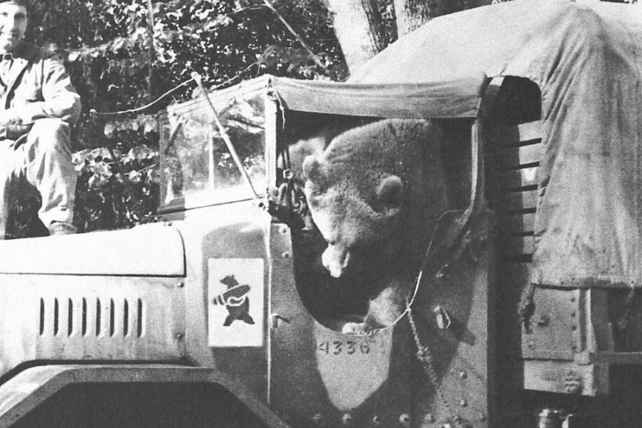 A bear peers out from the driver's seat of a military transport truck marked with a bear insignia, while a soldier sits nearby on the hood.