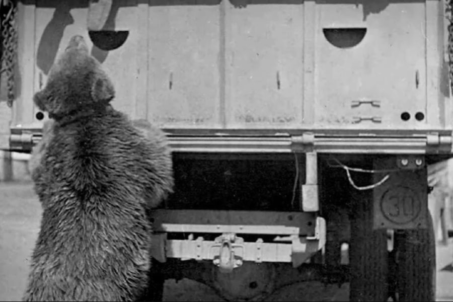 A bear stands on its hind legs, reaching up toward the open bed of a military truck, as if trying to climb or investigate.
