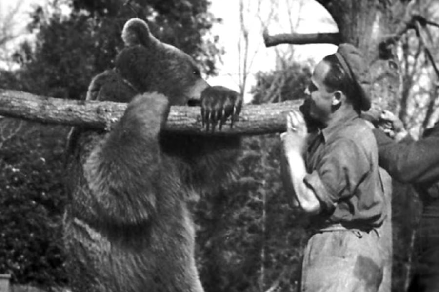 A bear grips a thick wooden log in its mouth while a smiling soldier stands on the other side, holding the branch in play.