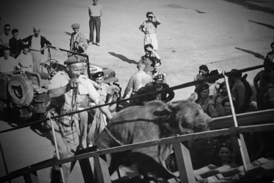 A soldier leads a bear up a gangway onto a ship while a crowd of people watches the scene unfold at the port.