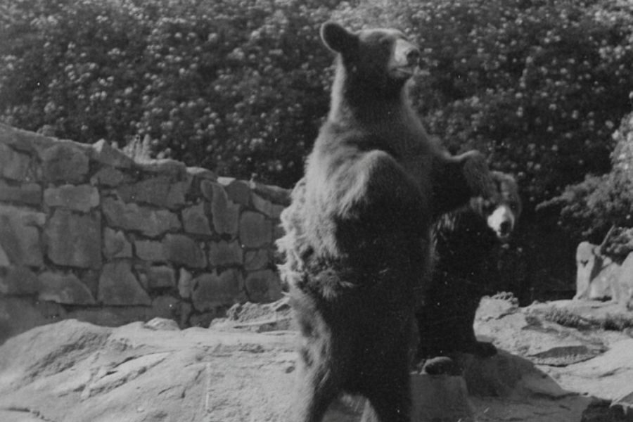 A bear stands upright on a rocky platform, looking alert, while another bear sits behind it near a stone wall and dense bushes.
