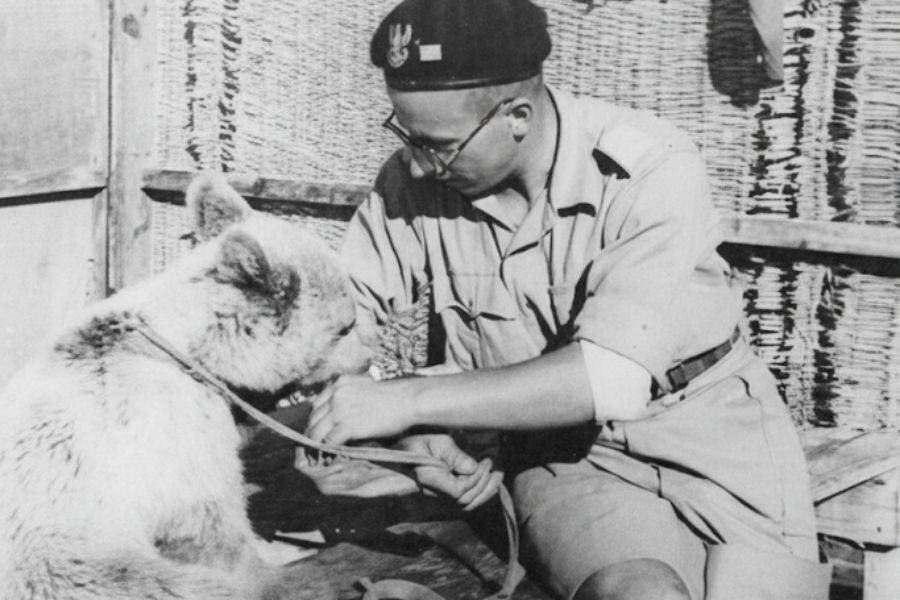 A soldier in uniform crouches beside a young bear cub, holding its paw and adjusting a strap or bandage in a shaded outdoor setting.