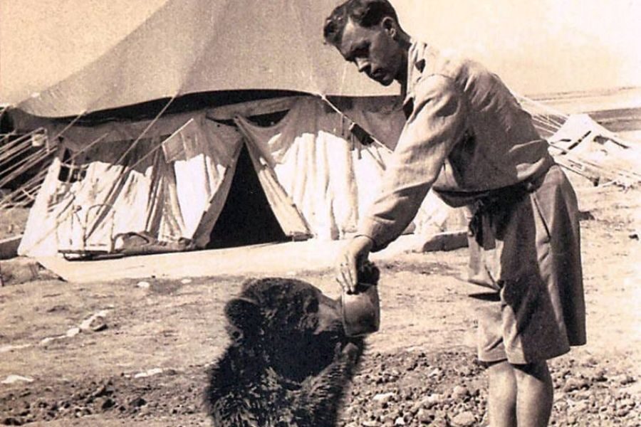 A soldier in shorts and military shirt offers a bottle or cup to a small bear cub standing on its hind legs outside a tented military camp.