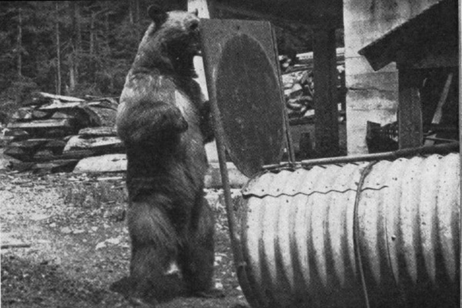 A large bear stands on its hind legs in an industrial area, appearing to inspect or push a round metal object near corrugated tubing.