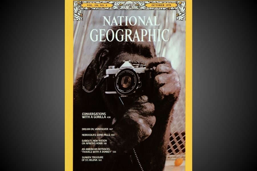 October 1978 cover of National Geographic featuring a gorilla holding a camera up to its face with both hands, appearing to take a photo. The headline reads “Conversations With a Gorilla.”