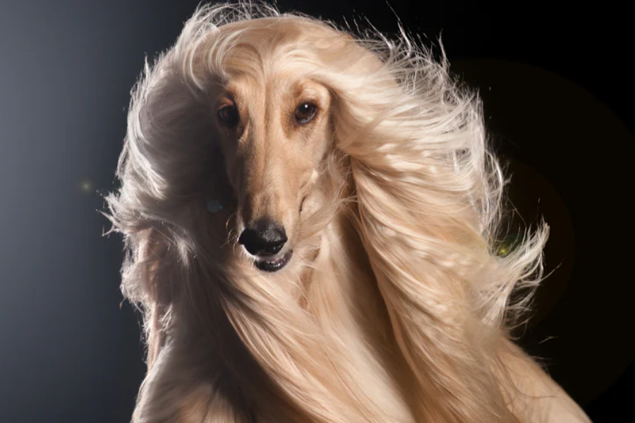 Afghan Hound with flowing silky blonde hair dramatically blowing in the wind against a dark background.
