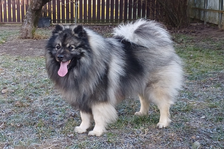 A fluffy Keeshond dog standing in a frosty backyard with its tongue out, surrounded by bare trees and a wooden fence.