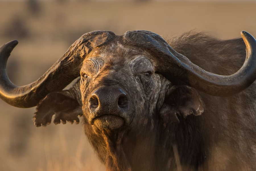 Close-up of a Cape buffalo staring directly at the camera, with large curved horns and a weathered face in golden evening light.