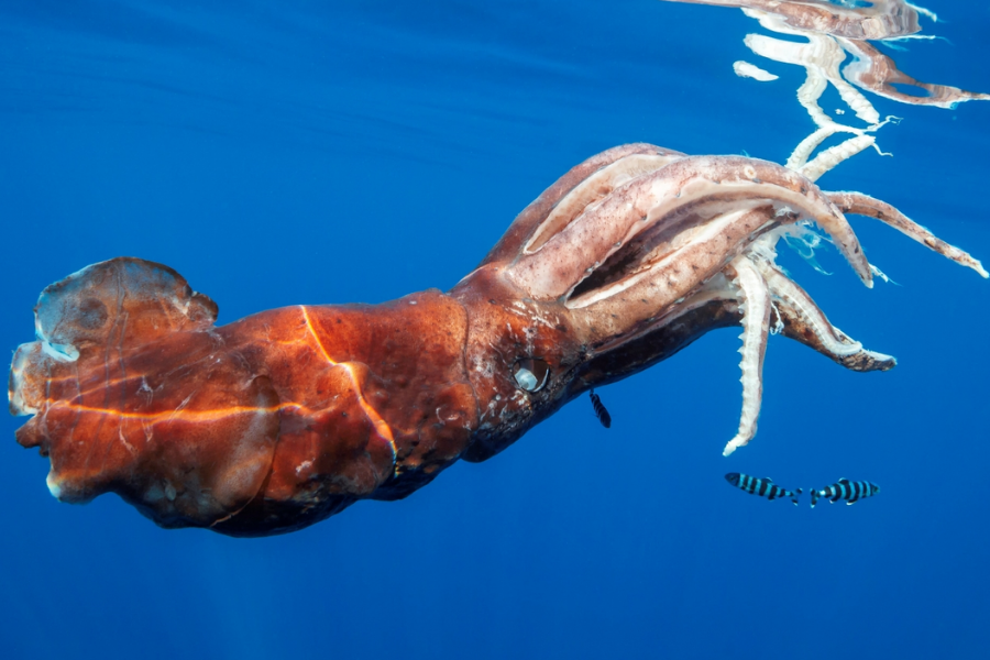 A large, reddish-brown deep-sea squid floats near the surface of a vibrant blue ocean, with striped pilot fish swimming nearby. Its tentacles and body are clearly visible and slightly curled.
