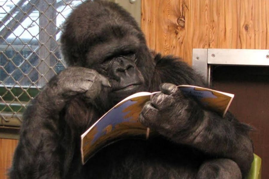 A gorilla sits in a room with wood-paneled walls, holding an open picture book in one hand while using the other hand to gesture near its face.