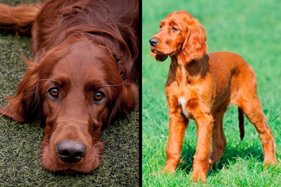 Side-by-side image of two Irish Setters—one lying on the ground and the other standing on a grassy field.