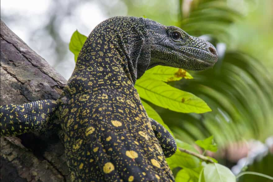 A brightly patterned monitor lizard with yellow and black scales clings to a tree trunk in a tropical forest. Lush green leaves surround it.