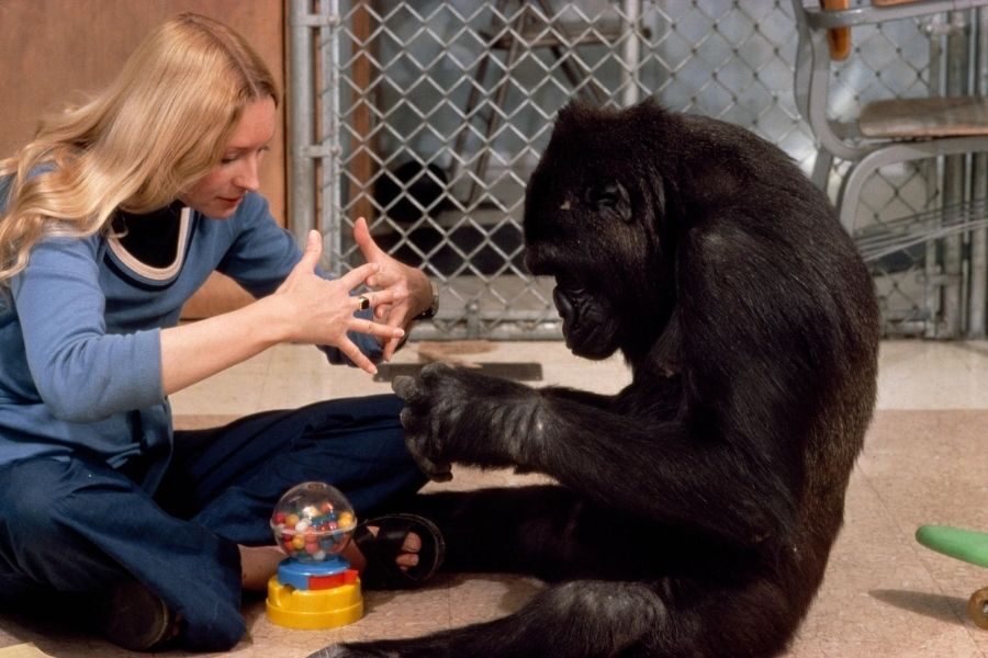 A woman sits cross-legged on the floor, using American Sign Language with a gorilla who mirrors her hand movements. A colorful toy gumball machine sits between them.