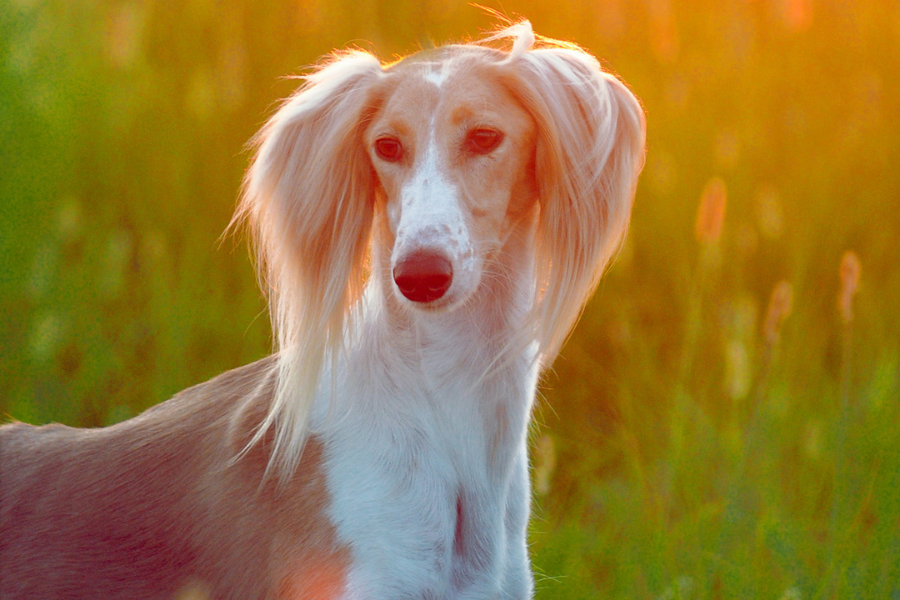 A graceful Saluki dog with long silky ears, standing in a field during golden sunset lighting.